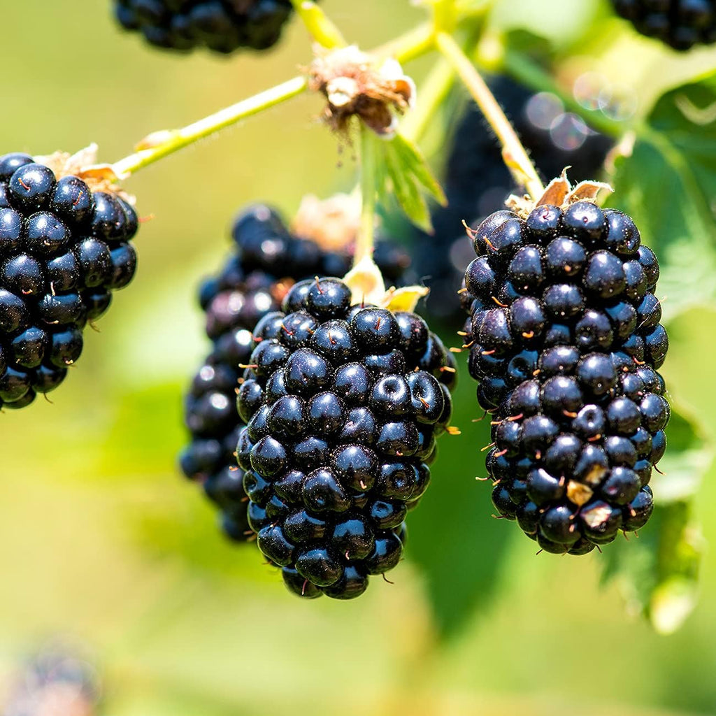 3 Gallon BlackBerry Bush J347