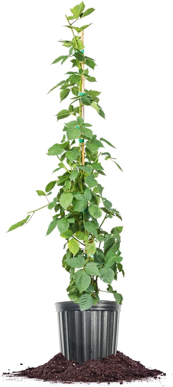 3 Gallon BlackBerry Bush J347