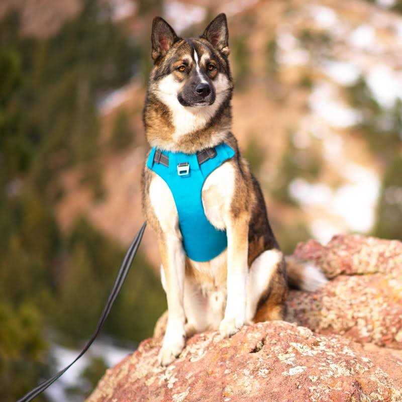 Adjustable Dog Harness with Pockets F712984