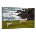24 x 36 in. Sheep Lamb Art Print X919098