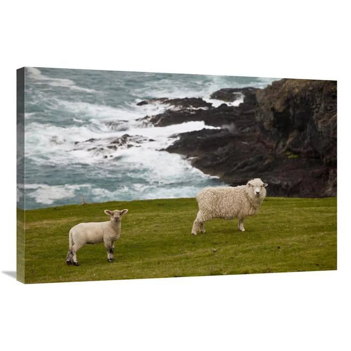 24 x 36 in. Sheep Lamb Art Print X919098