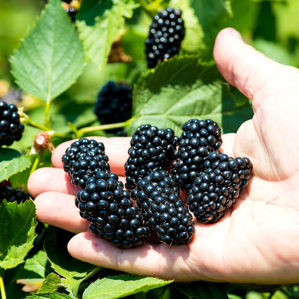 3 Gallon BlackBerry Bush J347