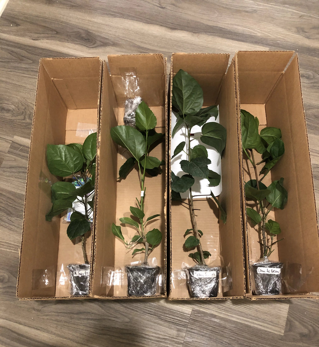 Exotic Tropical Hibiscus Live Plant in 4" pot X3825