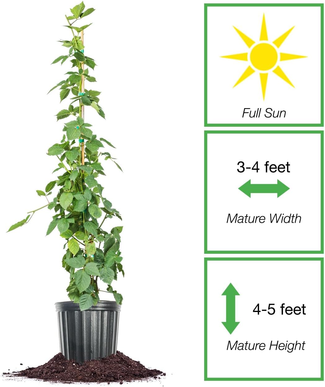 3 Gallon BlackBerry Bush J347