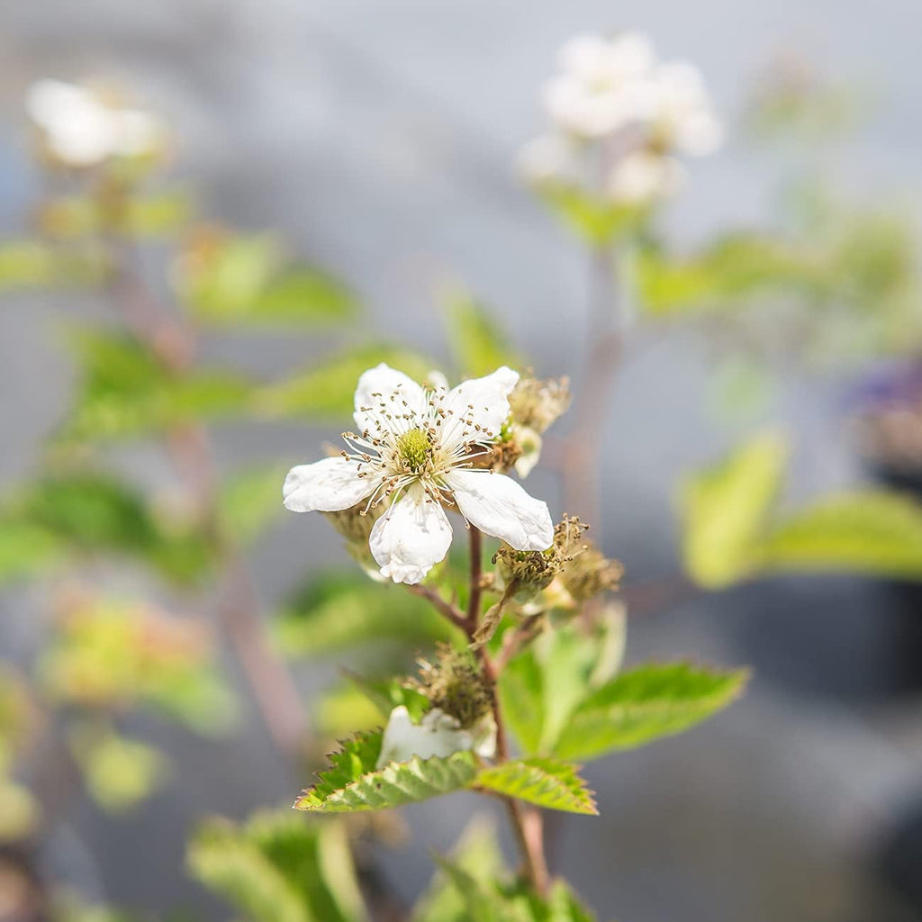 3 Gallon BlackBerry Bush J347