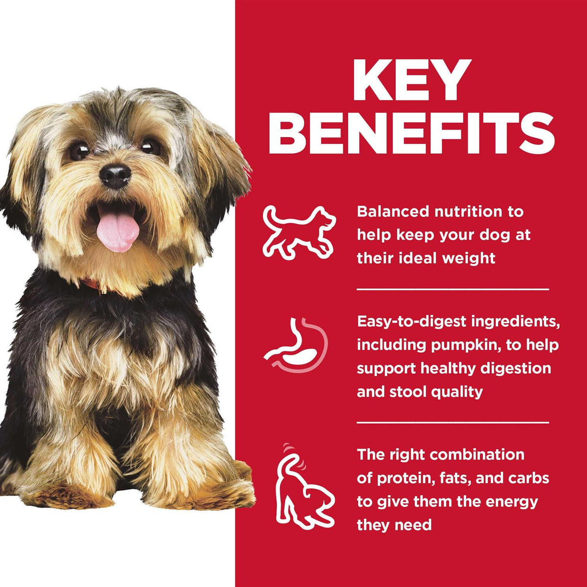 Rice Dry Dog Food T967