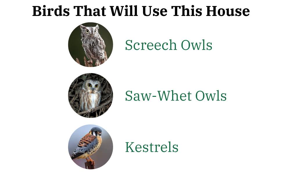 Poly Screech Owl House B424920