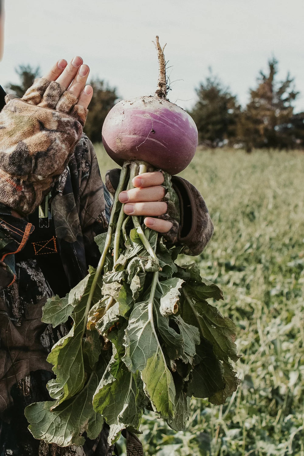 Turnips Animal Food Plot 1 lb Bag, 3 Pack L8232